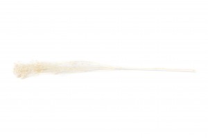 dried-broom-39.
