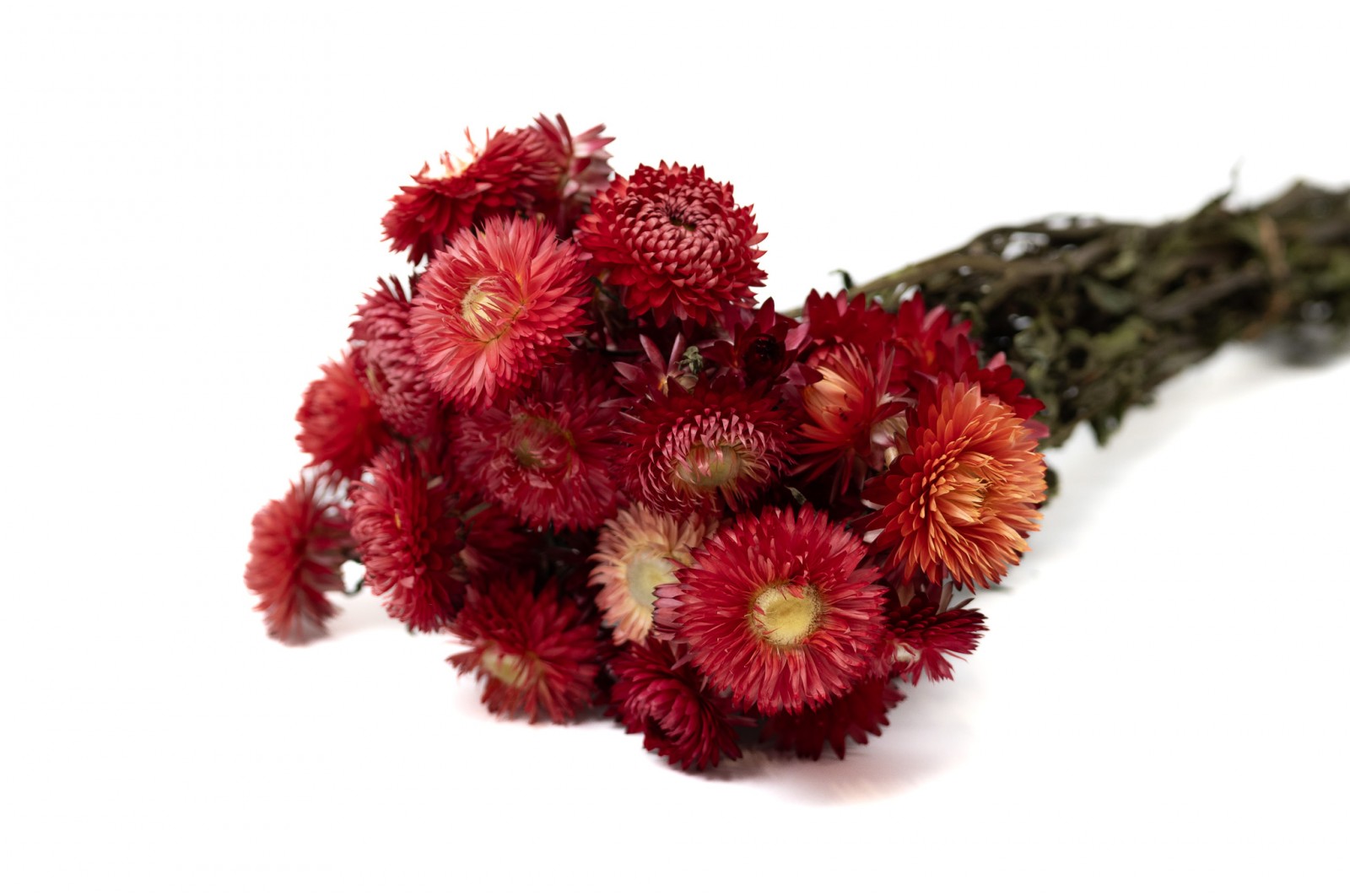Helichrysum sec (29) helichrysum-sec-29