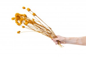 stabilisierte-gomphrena-14.