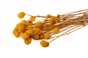 stabilisierte-gomphrena-14.