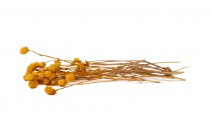 stabilisierte-gomphrena-14.