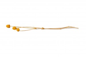 stabilisierte-gomphrena-14.