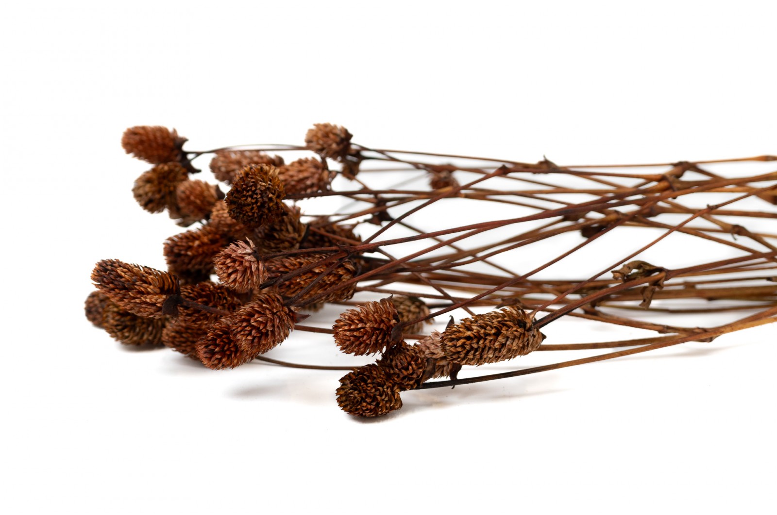 Preserved Gomphrena (14) preserved-gomphrena-14