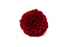 preserved-dahlia-14.