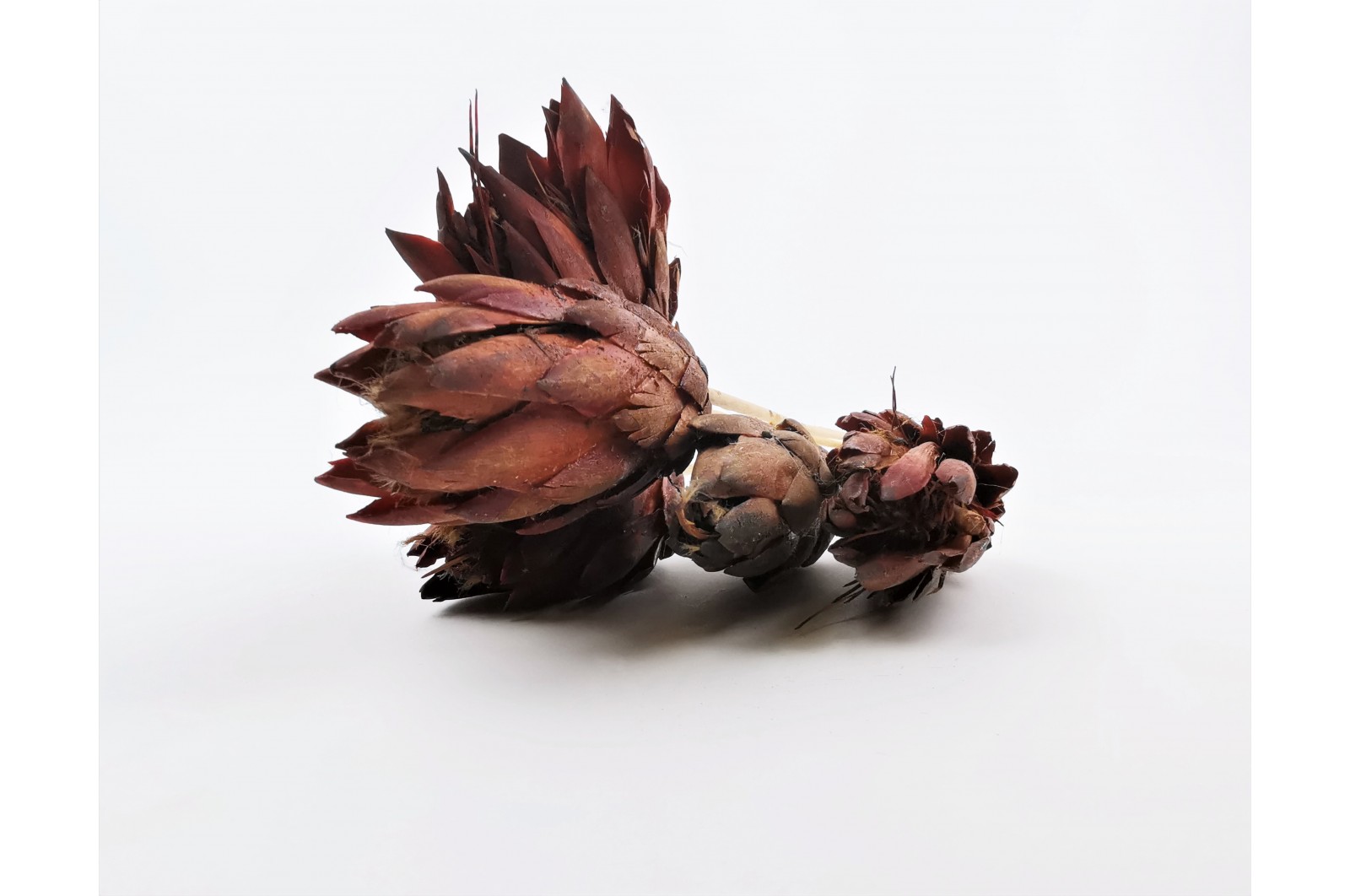 Dried repens protea flower red