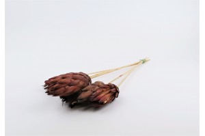 fleur-de-protea-repens-seche-rouge.