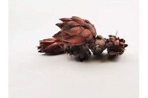 dried-repens-protea-flower-12.