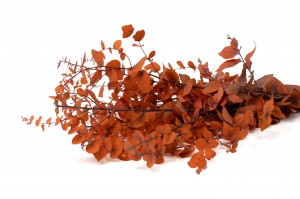 eucalyptus-stuartiana-stabilise-6.