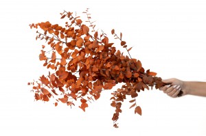 eucalyptus-stuartiana-stabilise-6.