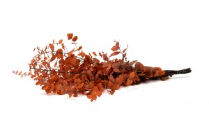 eucalyptus-stuartiana-stabilise-6.