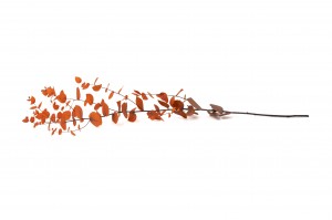 eucalyptus-stuartiana-stabilise-6.