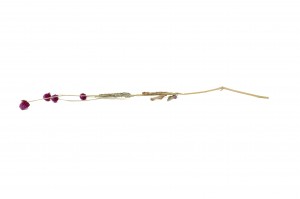 gomphrena-sec-12.