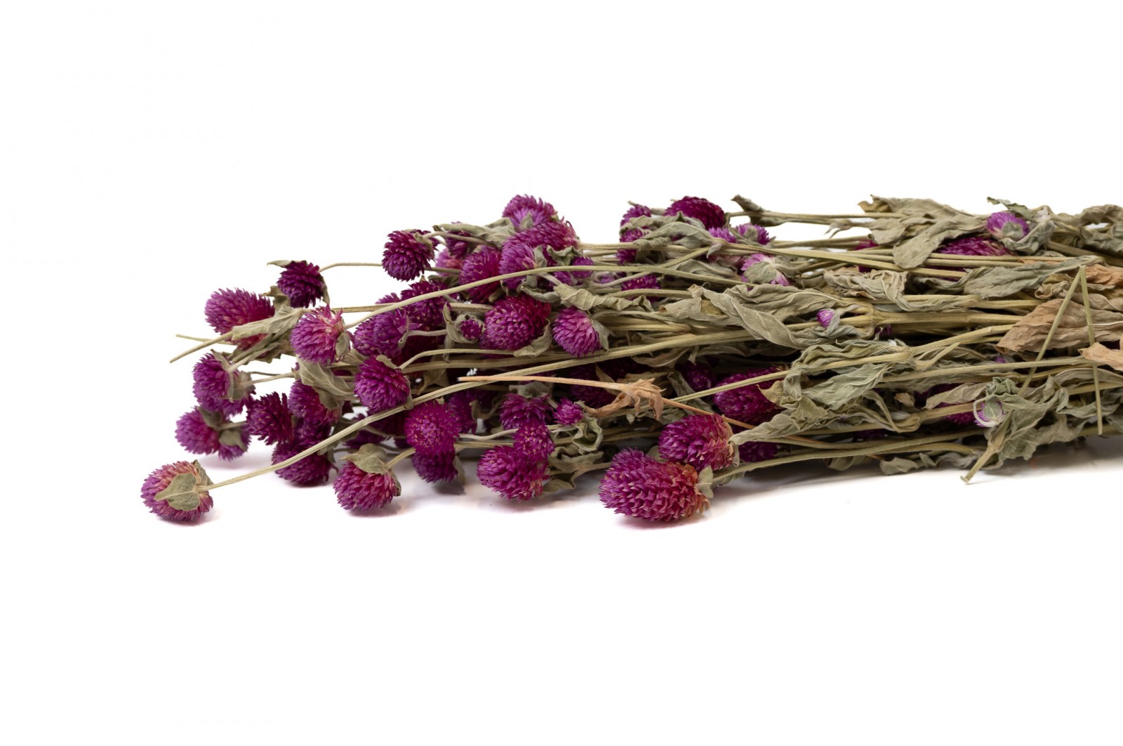 Gomphrena sec (12)* gomphrena-sec-12