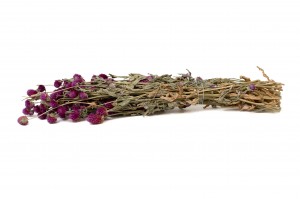 gomphrena-sec-12.