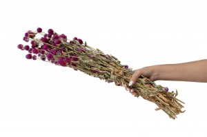 gomphrena-sec-12.