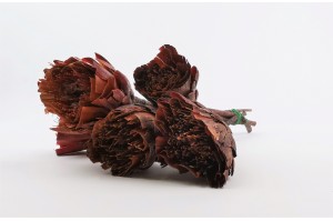trockene-durchtrennt-repens-protea-12