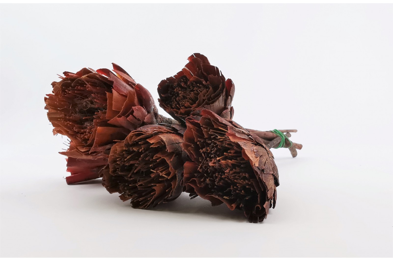 Dried repens protea cut flower red