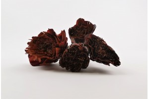 dried-repens-protea-cut-flower-red.