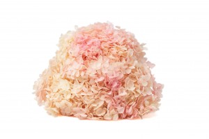 hortensia-stabilise-anna-19.