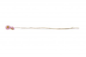getrocknete-acroclinium-8.