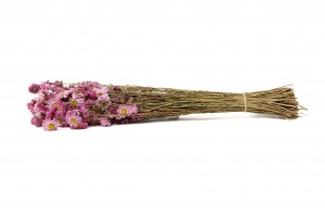 getrocknete-acroclinium-8.
