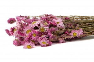 getrocknete-acroclinium-8.