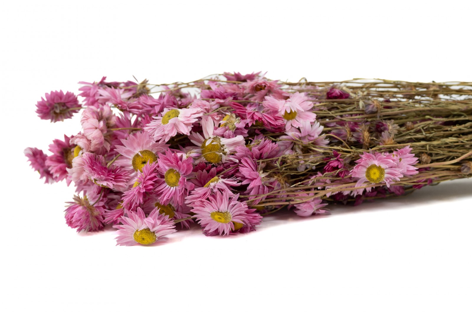 Getrocknete Acroclinium (8) getrocknete-acroclinium-8
