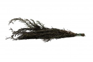 stabilisierter-rosmarin-11.