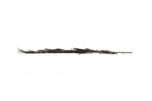 romarin-stabilise-11.