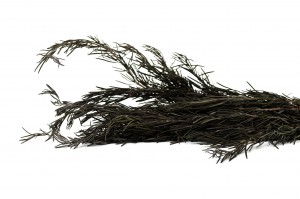preserved-rosemary-11