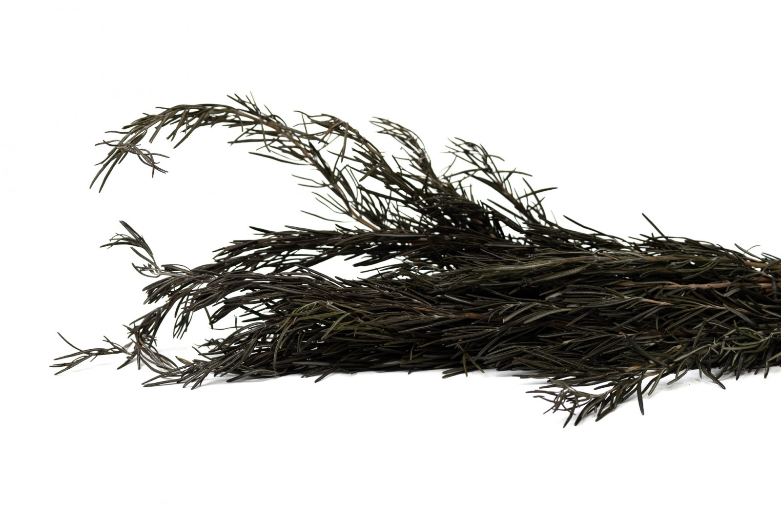 Preserved Rosemary (11) preserved-rosemary-11