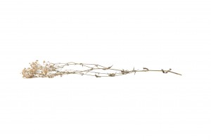 gypsophile-stabilise-8.