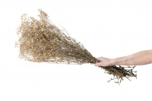 gypsophile-stabilise-8.