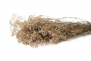preserved-gypsophila-8