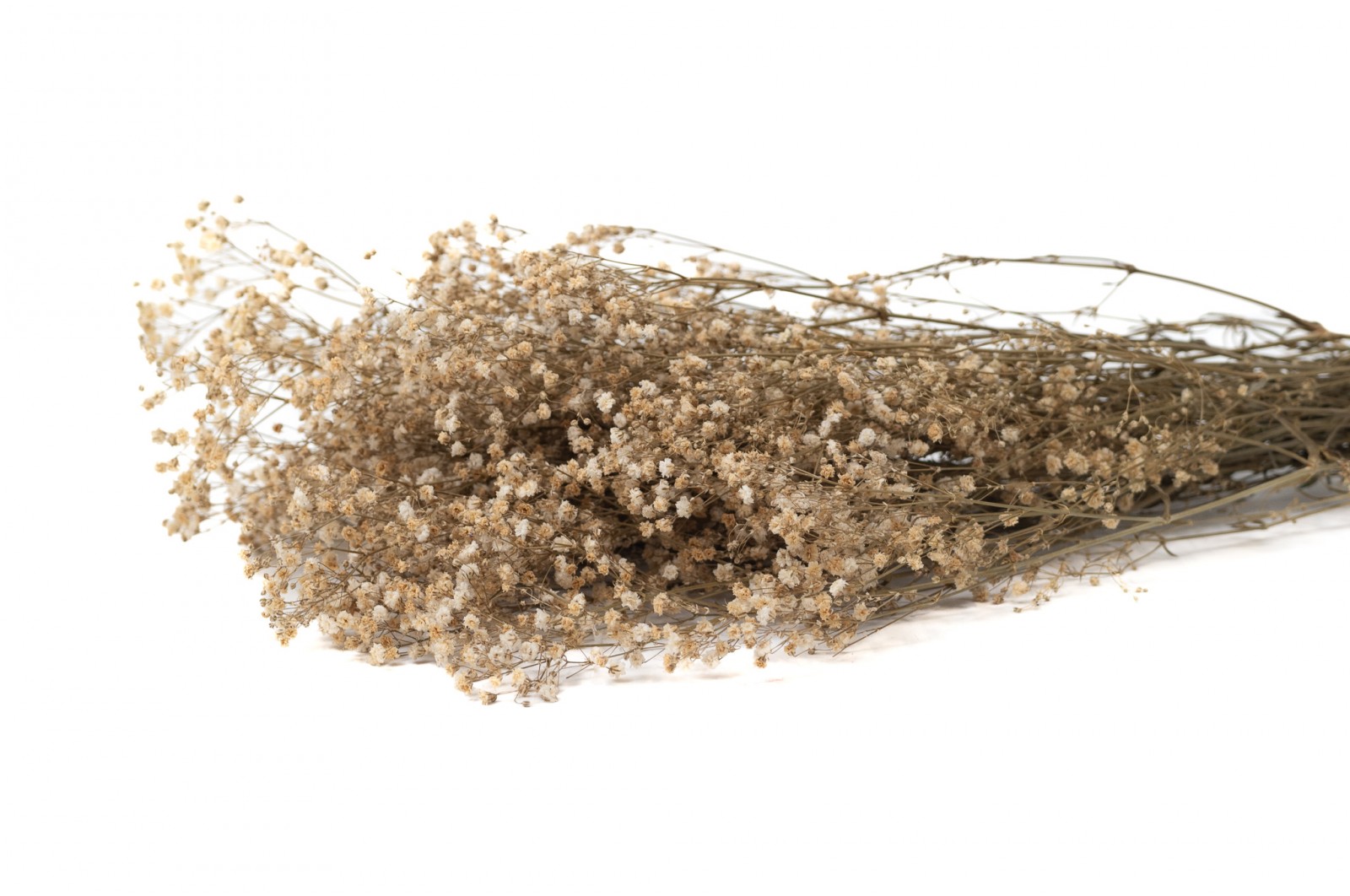Preserved Gypsophila (8) preserved-gypsophila-8