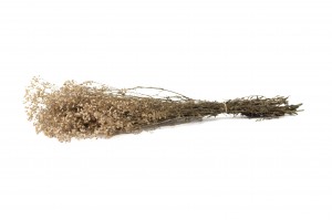 gypsophile-stabilise-8.