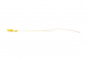 dried-lagurus12.