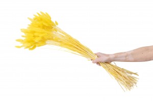 dried-lagurus12.