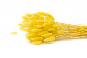 lagurus-sec-12.