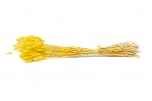 dried-lagurus12.