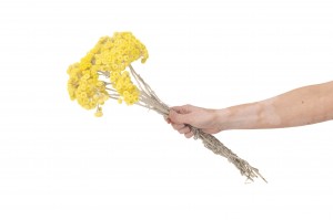 immortelle-du-var-18.