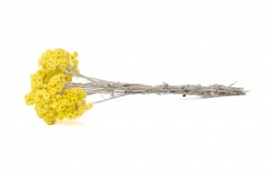 immortelle-du-var-18.