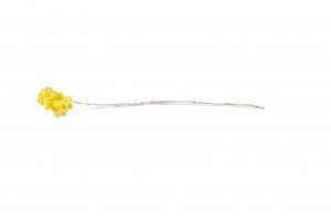 immortelle-du-var-18.