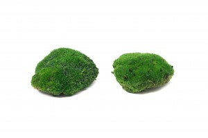 preserved-pole-moss-bulk-box-26.