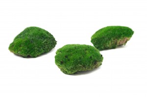 preserved-pole-moss-bulk-box-26