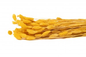 dried-phalaris-8.