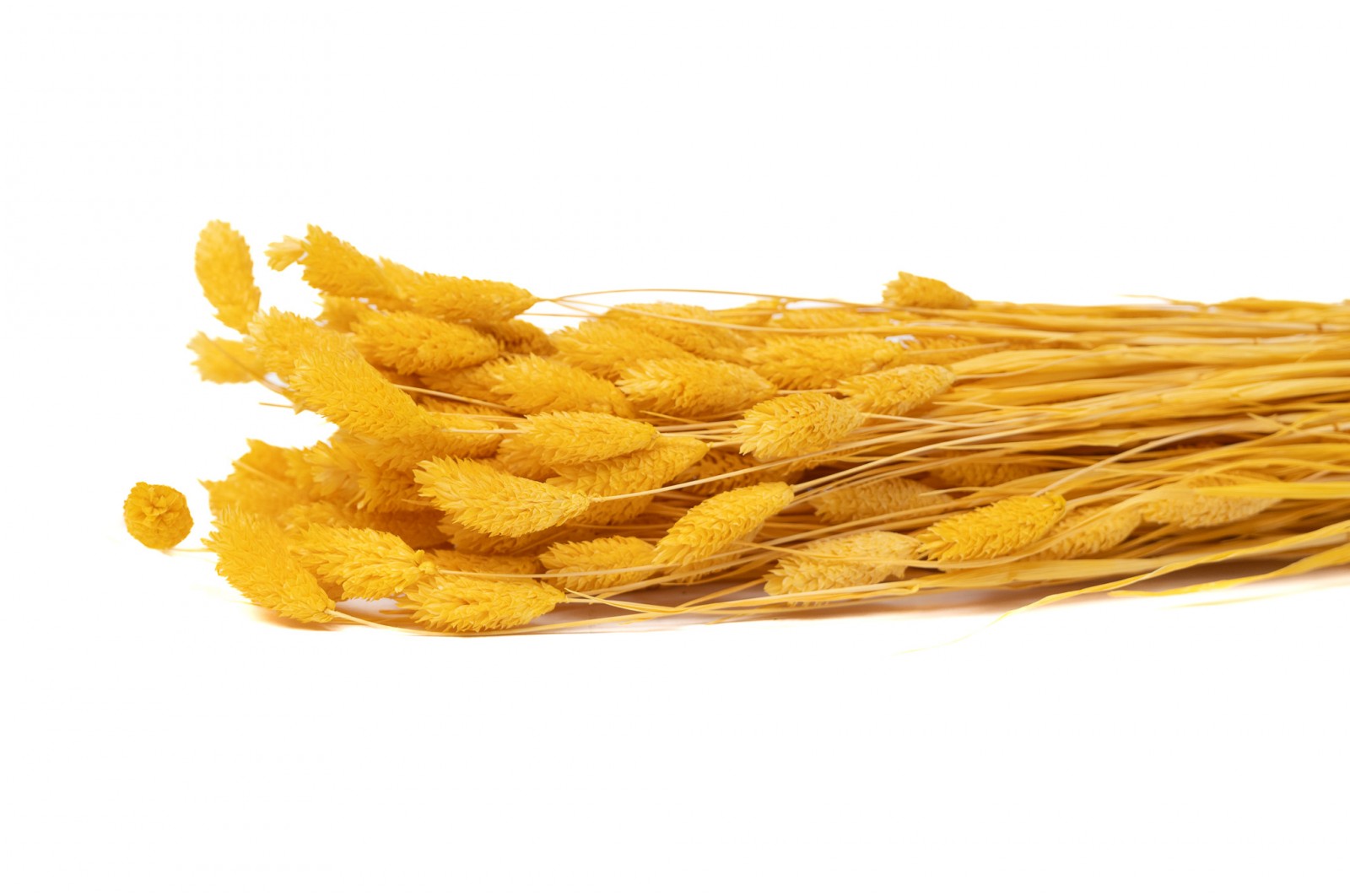 Dried phalaris (8) dried-phalaris-8