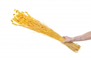 dried-phalaris-8.