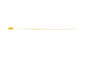 trockenes-phalaris-8.