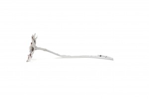 rosette-repens-large-seche-12.